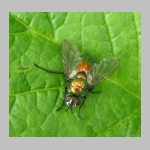 Gymnochaeta viridis - Raupenfliege 03.jpg